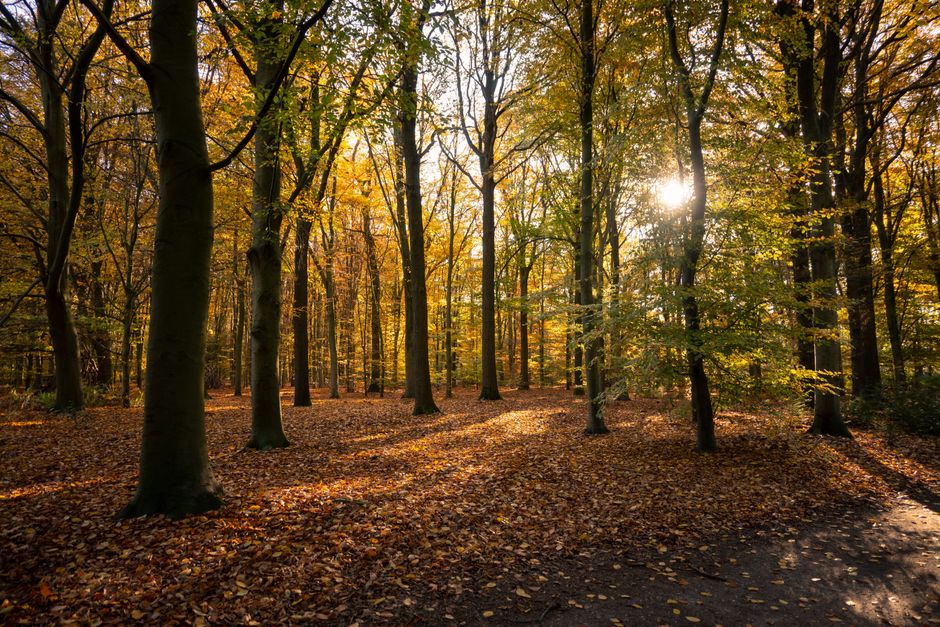 Herfstbladeren-lichtfilterende gordijnen voor energiebesparing.