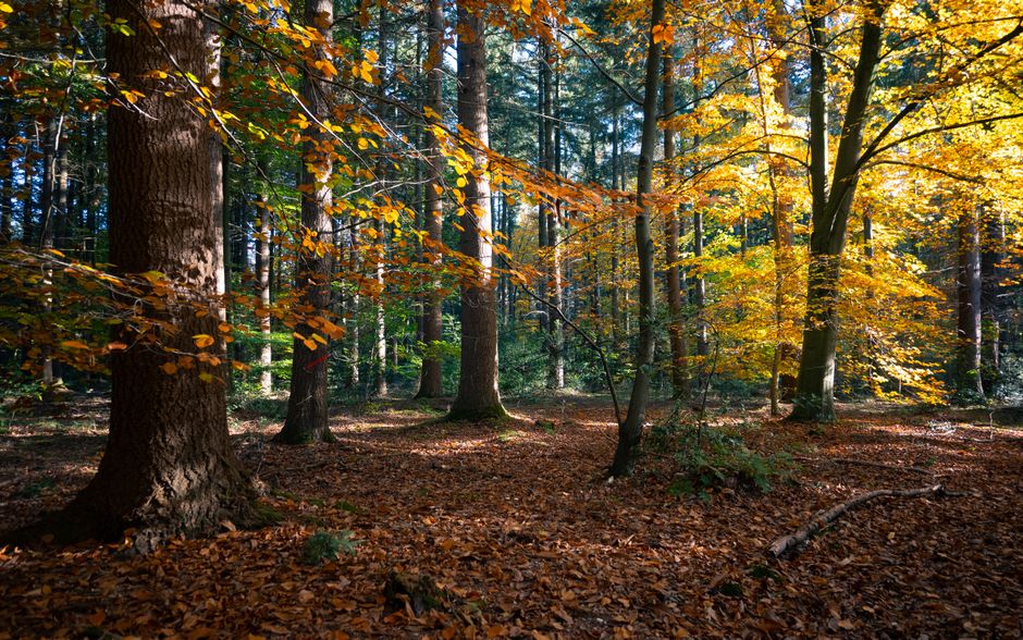 Herfst mandala gordijnen in meditatieruimte.