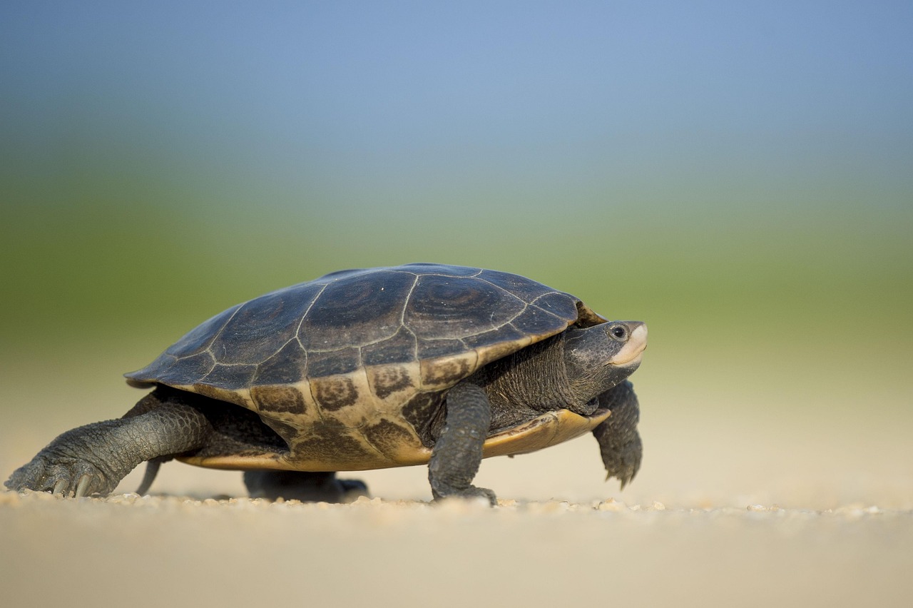 Kleurrijk schildpadportret straalt rust uit.