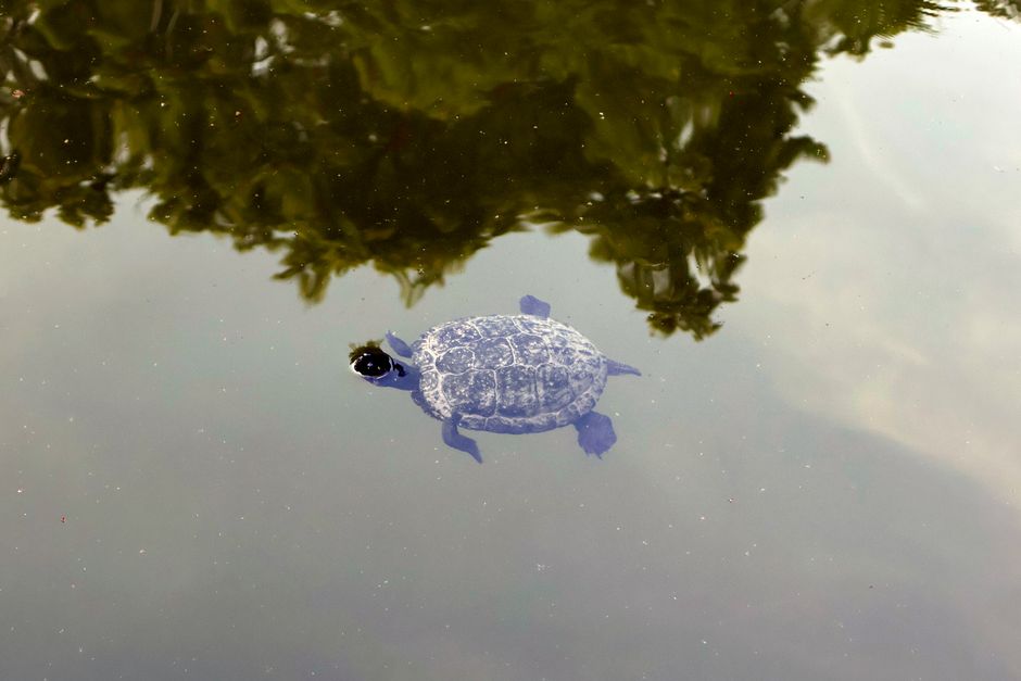 Schildpad in oceaan omgeven door kalmte.